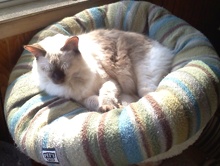 [another picture of Samantha, a Siamese/Domestic Long Hair-x lilac point\ cat] 