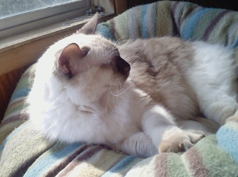 [picture of Samantha, a Siamese/Domestic Long Hair-x lilac point cat]