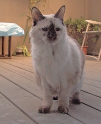 [picture of Samantha, a Siamese/Domestic Long Hair-x lilac point cat]