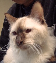 [picture of Samantha, a Siamese/Domestic Long Hair-x lilac point\ cat] 