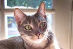 A picture of #NS04093: Mortimer AKA Dasher a Domestic Short Hair gray tabby