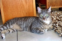 [another picture of Mortimer AKA Dasher, a Domestic Short Hair gray tabby\ cat] 