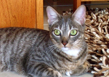 [picture of Mortimer AKA Dasher, a Domestic Short Hair gray tabby cat]