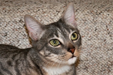 [picture of Mortimer AKA Dasher, a Domestic Short Hair gray tabby cat]