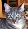 [picture of Mortimer AKA Dasher, a Domestic Short Hair gray tabby cat]