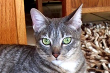 [picture of Mortimer AKA Dasher, a Domestic Short Hair gray tabby cat]