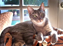 [picture of Mortimer AKA Dasher, a Domestic Short Hair gray tabby\ cat] 