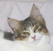 A picture of #NS04094: Angie a Domestic Medium Hair black/white