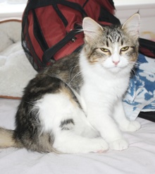 [another picture of Angie FKA Lily, a Domestic Medium Hair black/white\ cat] 