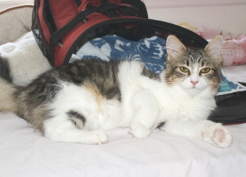 [picture of Angie FKA Lily, a Domestic Medium Hair black/white cat]