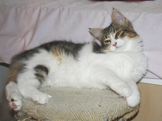 [picture of Angie FKA Lily, a Domestic Medium Hair black/white cat]