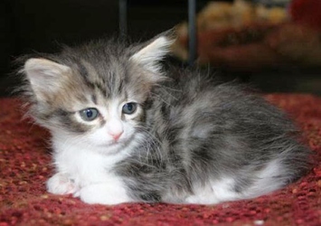[picture of Angie FKA Lily, a Domestic Medium Hair black/white cat]