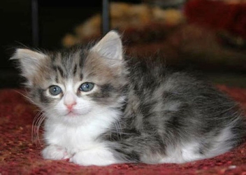 [picture of Angie FKA Lily, a Domestic Medium Hair black/white cat]