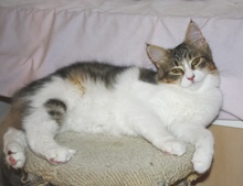 [picture of Angie FKA Lily, a Domestic Medium Hair black/white\ cat] 