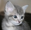 A picture of #NS04095: Teddy a Domestic Short Hair gray tabby