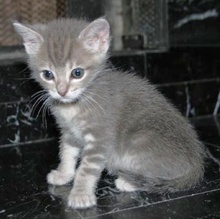 [another picture of Teddy, a Domestic Short Hair gray tabby\ cat] 