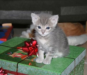[picture of Teddy, a Domestic Short Hair gray tabby cat]