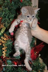 [picture of Teddy, a Domestic Short Hair gray tabby cat]