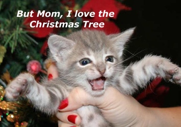 [picture of Teddy, a Domestic Short Hair gray tabby cat]