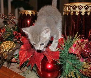 [picture of Teddy, a Domestic Short Hair gray tabby cat]