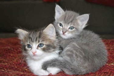 [picture of Teddy, a Domestic Short Hair gray tabby cat]