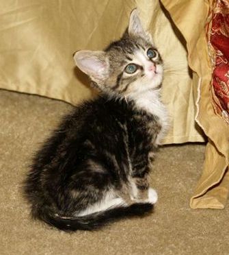 [picture of Flea, a Domestic Short Hair tabby/white\ cat] 