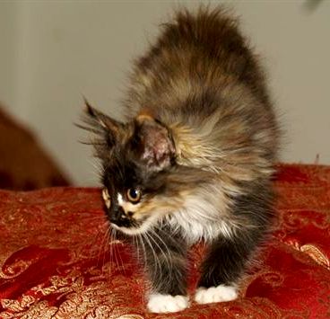 [picture of Turtle, a Domestic Long Hair calico\ cat] 