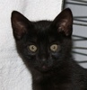 A picture of #NS04098: Bear a Domestic Short Hair black