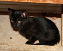 [another picture of Bear, a Domestic Short Hair black\ cat] 