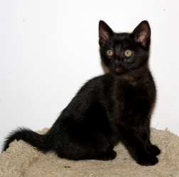 [picture of Bear, a Domestic Short Hair black cat]