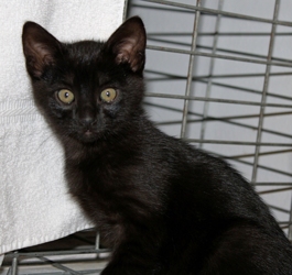 [picture of Bear, a Domestic Short Hair black cat]