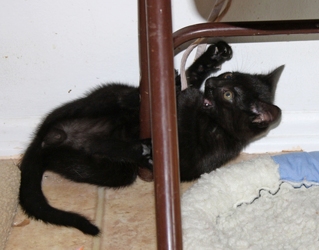 [picture of Bear, a Domestic Short Hair black cat]