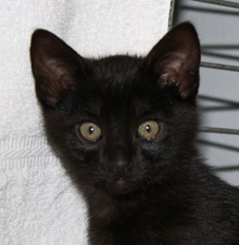 [picture of Bear, a Domestic Short Hair black\ cat] 