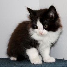 [another picture of Button, a Domestic Medium Hair black/white\ cat] 