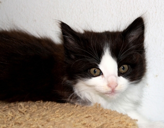 [picture of Button, a Domestic Medium Hair black/white cat]