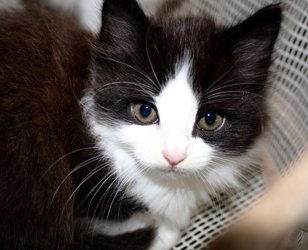 [picture of Button, a Domestic Medium Hair black/white cat]