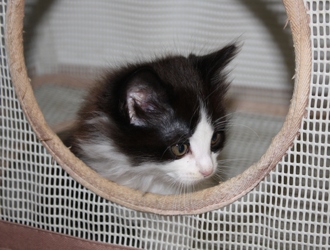 [picture of Button, a Domestic Medium Hair black/white cat]