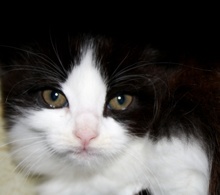 [picture of Button, a Domestic Medium Hair black/white\ cat] 