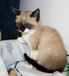 [another picture of Buckles, a Siamese/Domestic Short Hair-x ragdoll\ cat] 