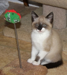 [picture of Buckles, a Siamese/Domestic Short Hair-x ragdoll cat]