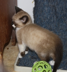 [picture of Buckles, a Siamese/Domestic Short Hair-x ragdoll cat]