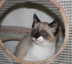 [picture of Buckles, a Siamese/Domestic Short Hair-x ragdoll cat]