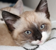 [picture of Buckles, a Siamese/Domestic Short Hair-x ragdoll\ cat] 