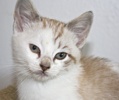 A picture of #NS04101: Cupcake a Siamese/Domestic Short Hair-x lynxpoint