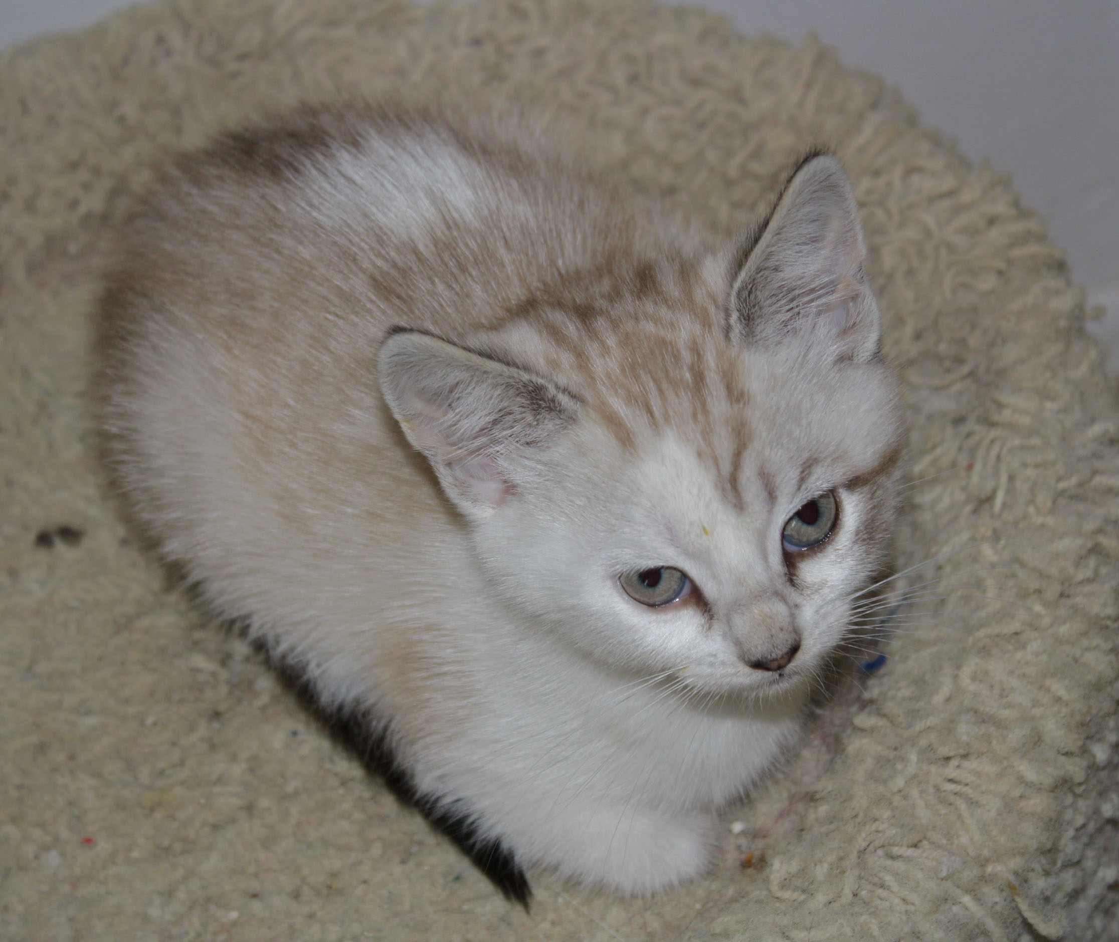 [picture of Cupcake, a Siamese/Domestic Short Hair-x lynxpoint cat]