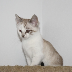 [picture of Cupcake, a Siamese/Domestic Short Hair-x lynxpoint cat]