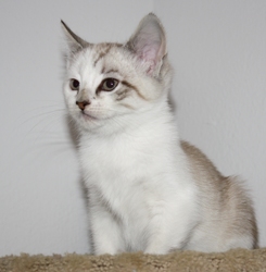 [picture of Cupcake, a Siamese/Domestic Short Hair-x lynxpoint cat]