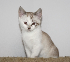 [picture of Cupcake, a Siamese/Domestic Short Hair-x lynxpoint cat]