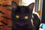 A picture of #NS04102: Cori a Domestic Short Hair black