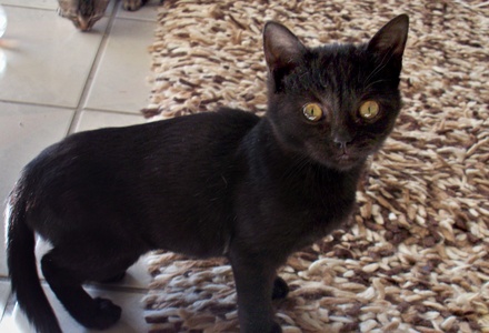 [picture of Cori, a Domestic Short Hair black\ cat] 